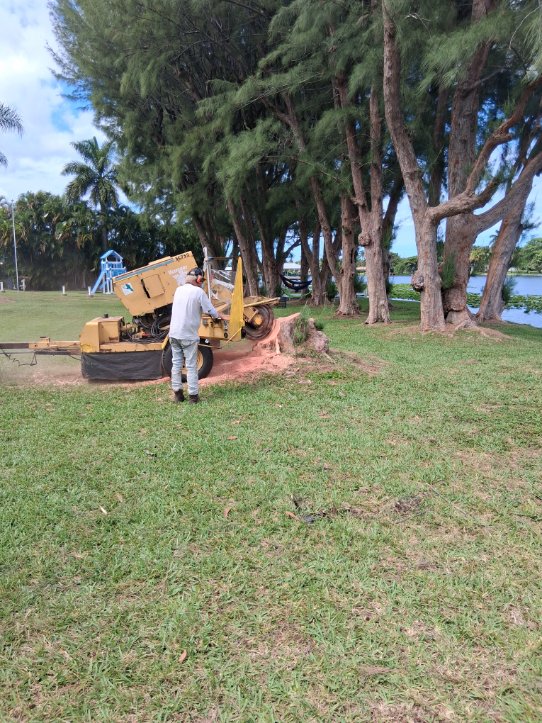 Tree removal lakeside Palm Beach County