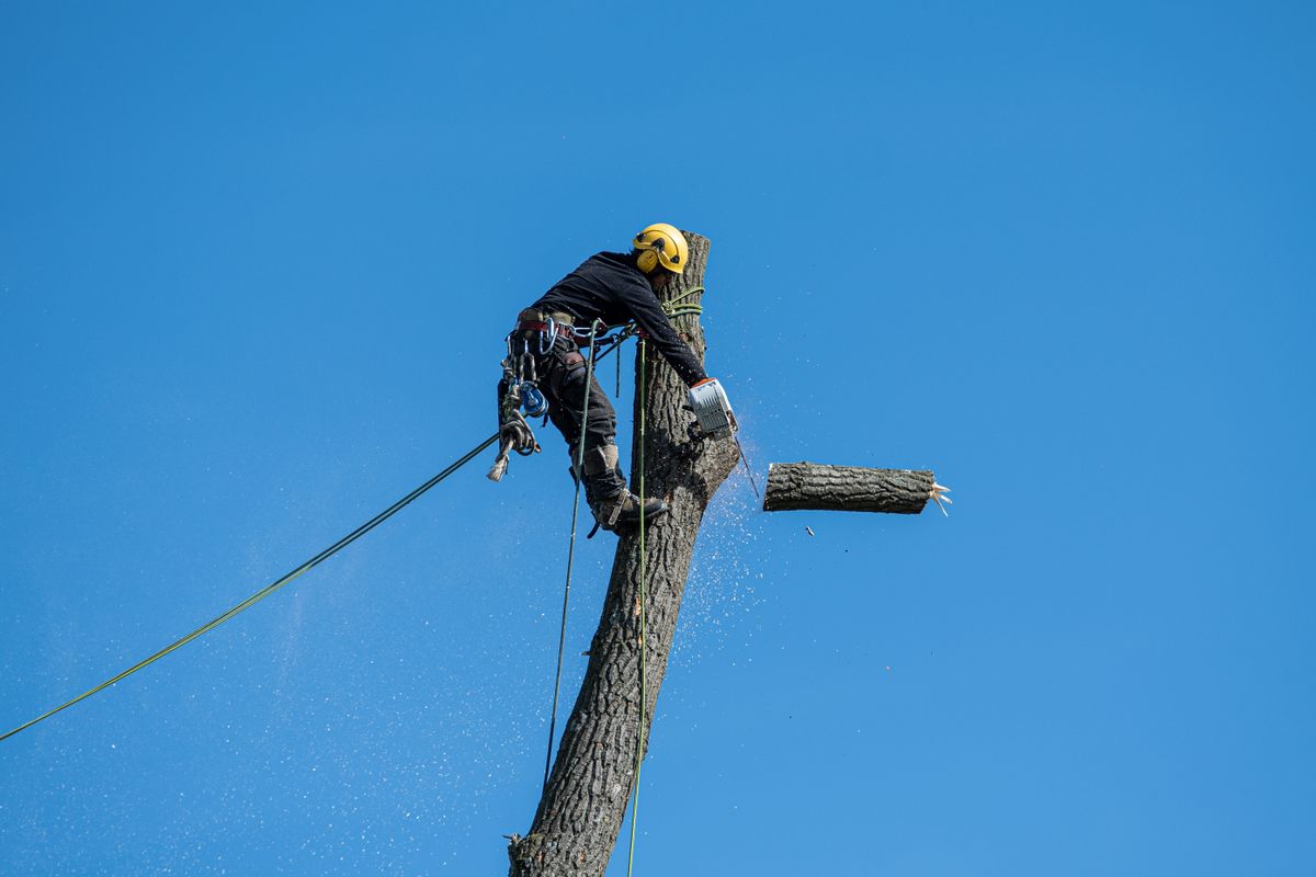Crane Removal